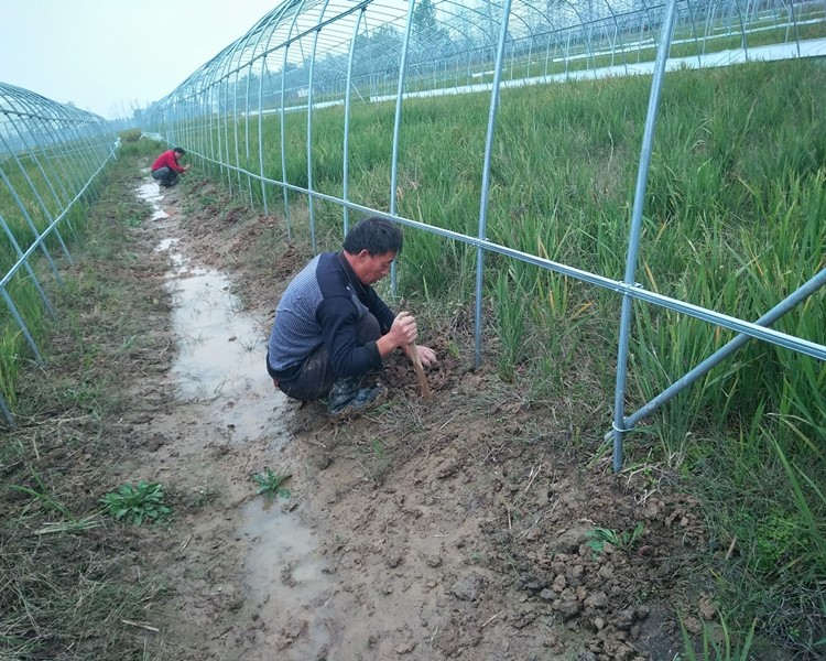 建造过程中的大棚